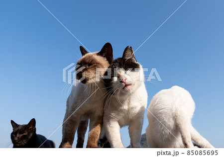 顔を寄せ合う二匹の猫 顔を寄せ合う二匹の猫 85085695