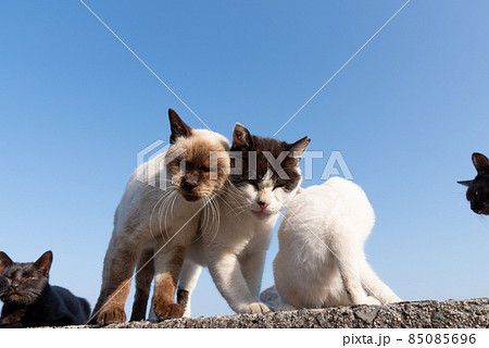顔を寄せ合う二匹の猫 顔を寄せ合う二匹の猫 85085696