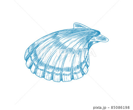 Flap Of Shell Of Scallop Mollusk Hand Drawn のイラスト素材