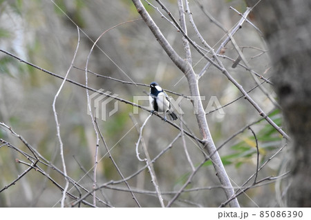 シジュウカラ 85086390