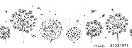Beautiful airy, fluffy dandelions in black color with flying seeds in wind 85086978