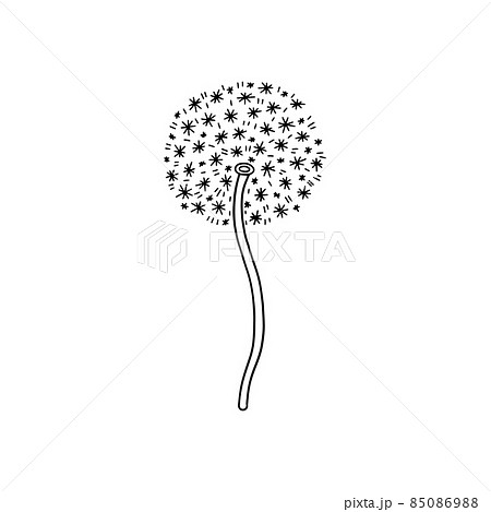 Dandelion flower with fluffy cloud around its stem, vector illustration. Black and white botany decoration. 85086988