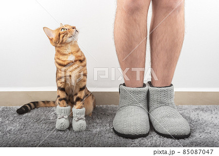 A domestic cat in socks and a man's legs in warm slippers. 85087047