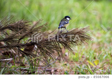 bird Big tit, a songbird sitting on a pine branch with a beautiful spring background. a small bird in a natural forest habitat, a wildlife scene from nature. 85087066