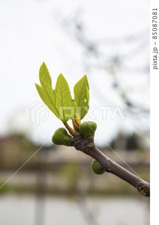 Branches of trees and bushes with buds and first leaves in spring 85087081