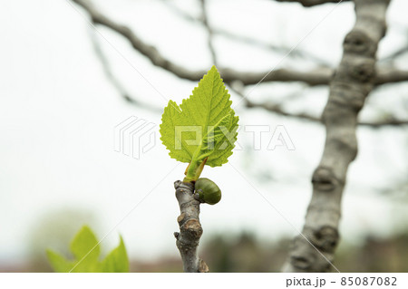 tree branch with buds background, early spring tree branch with buds background, early spring 85087082