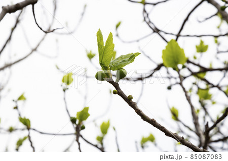 tree branch with buds background, early spring 85087083