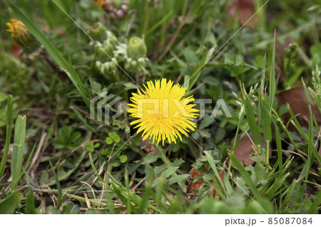 Dandelion in the grass. Yellow dandelion flower. Green grass. Close-up. Spring Green. 85087084
