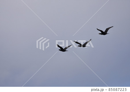 カワウ カワウ 85087223