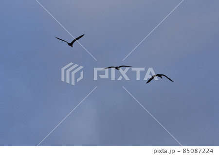 カワウ カワウ 85087224