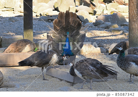 大崎くじゃく園「クジャク」 大崎くじゃく園「クジャク」 85087342