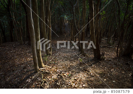 秋の登山道 秋の登山道 85087579