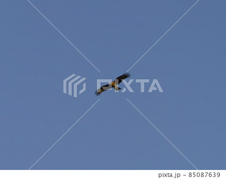 青空を滑空する鳶 85087639