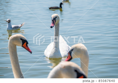 A large flock of graceful white swans swims in the lake., swans in the wild 85087640