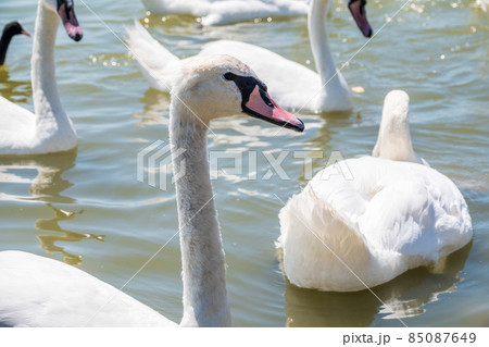 Portrait of a graceful white swan with long neck on blue water background. Portrait of a graceful white swan with long neck on blue water background. 85087649