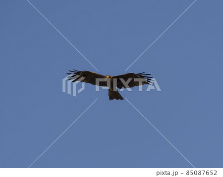 青空を滑空する鳶 青空を滑空する鳶 85087652
