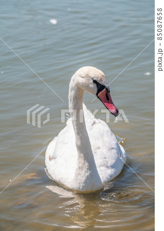 Graceful white Swan swimming in the lake, swans in the wild. Portrait of a white swan swimming on a lake. Graceful white Swan swimming in the lake, swans in the wild. Portrait of a white swan swimming on a lake. 85087658