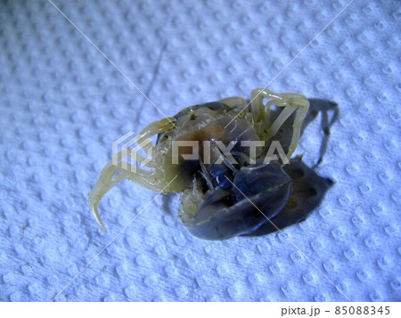 カクレガニ 85088345