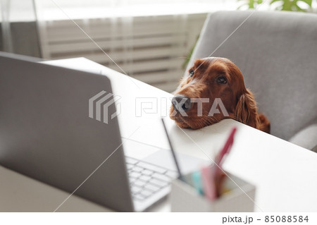 Irish Setter Dog Looking at Laptop Screen Irish Setter Dog Looking at Laptop Screen 85088584