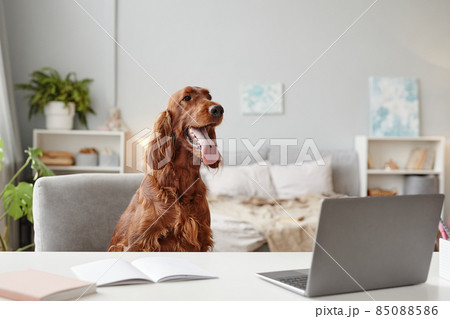 Irish Setter Dog Using Laptop Irish Setter Dog Using Laptop 85088586