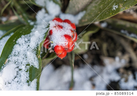 雪が降った日のオモト 85089314