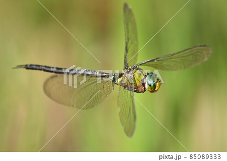 田んぼを飛ぶかっこいいカトリヤンマ 85089333