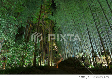 武雄神社・竹林のライトアップ 武雄神社・竹林のライトアップ 85089429
