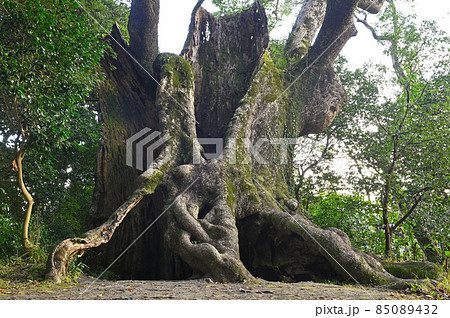 塚崎の大楠 塚崎の大楠 85089432