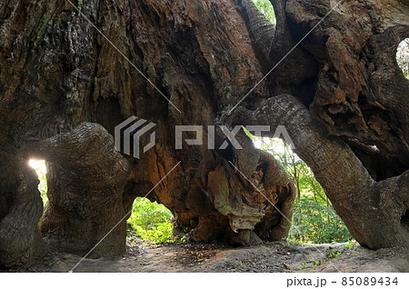 塚崎の大楠 塚崎の大楠 85089434