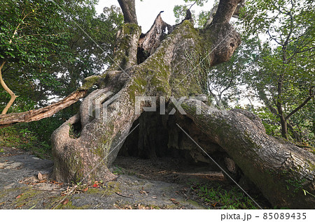 塚崎の大楠 塚崎の大楠 85089435