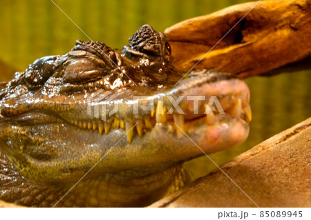 Blurry background, out of focus. The crocodile closed his eyes. Blurry background, out of focus. The crocodile closed his eyes. 85089945