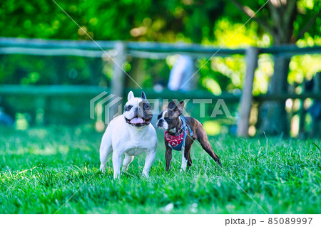 交流中のフレンチブルドッグとボストンテリア	 85089997