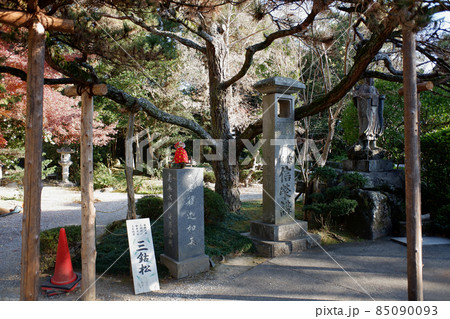 徳島県 霊山寺の三鈷松 徳島県 霊山寺の三鈷松 85090093