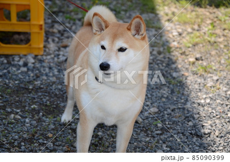 小豆島を散歩中、駐車場でかわいい犬を発見 85090399