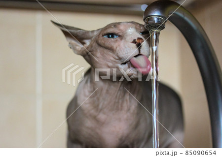 A Canadian Sphynx cat drinks water from a tap, sticking out long tongue. Thirsty A Canadian Sphynx cat drinks water from a tap, sticking out long tongue. Thirsty 85090654
