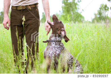 A hunter man in brown pants trains a hunting dog Drathaar breed in green field, meadow among tall grasses. A natural summer landscape. The obedient hound looks up faithfully at master with open mouth. A hunter man in brown pants trains a hunting dog Drathaar breed in green field, meadow among tall grasses. A natural summer landscape. The obedient hound looks up faithfully at master with open mouth. 85090697