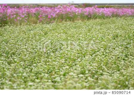 佐賀空港コスモス園に咲くソバの花 85090714