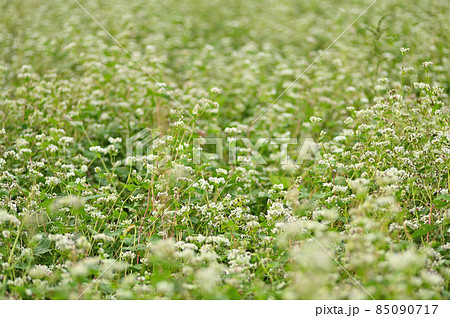 佐賀空港コスモス園に咲くソバの花 85090717