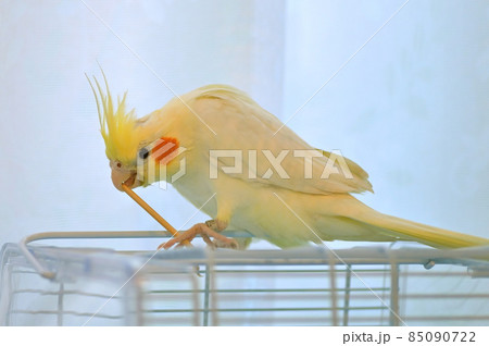爪楊枝で遊ぶオカメインコ 85090722