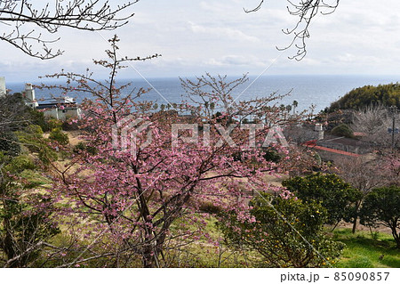 伊豆熱川の桜坂の梅とその向こうに見える海 伊豆熱川の桜坂の梅とその向こうに見える海 85090857