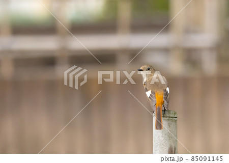 愛らしい仕草の冬鳥 ジョウビタキ 85091145