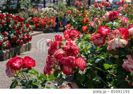 金沢の花の名所・金沢南総合運動公園のバラ園 85091193