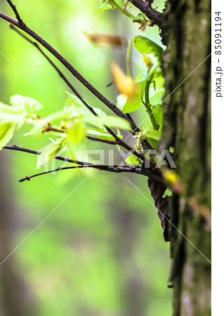 A trunk with young branches on a tree with fresh green foliage, leaves outdoors in a spring park, forest. A concept of nature, ecology, the rebirth of nature. Vertical photo. Selective focus. A trunk with young branches on a tree with fresh green foliage, leaves outdoors in a spring park, forest. A concept of nature, ecology, the rebirth of nature. Vertical photo. Selective focus. 85091194