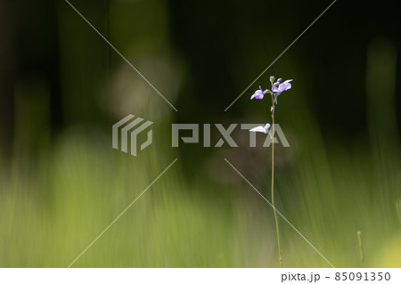 ウンランに似た花を咲かせ、芯が強い、喜び、輝きが花言葉のマツバウンラン 85091350