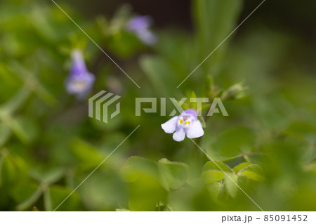 常に緑の葉を持ち、実が爆ぜる特徴から呼ばれるトキワハゼ 85091452