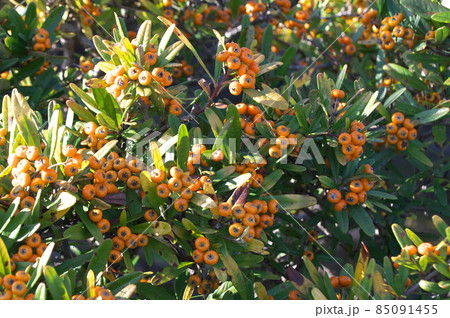 タチバナモドキ タチバナモドキ 85091455