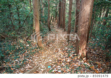 小倉城跡(武蔵国)、杉に囲まれた北側の遊歩道【埼玉県ときがわ町】 85091479