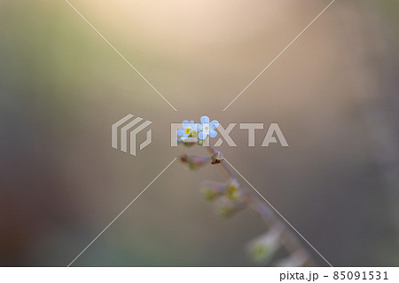 小さな薄いブルーの花を咲かせ、葉をもむとキュウリのような匂いがすることから名付けられたキュウリグサ 85091531