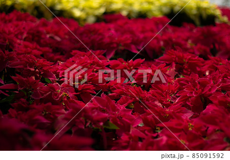 red Christmas poinsettia flower red Christmas poinsettia flower 85091592