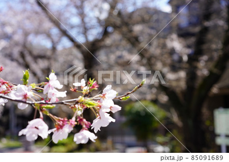 2021年の桜 85091689